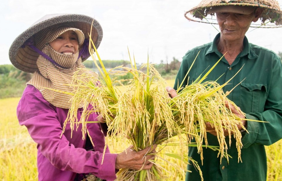 "Một hạt thóc vàng, chín giọt mồ hôi"