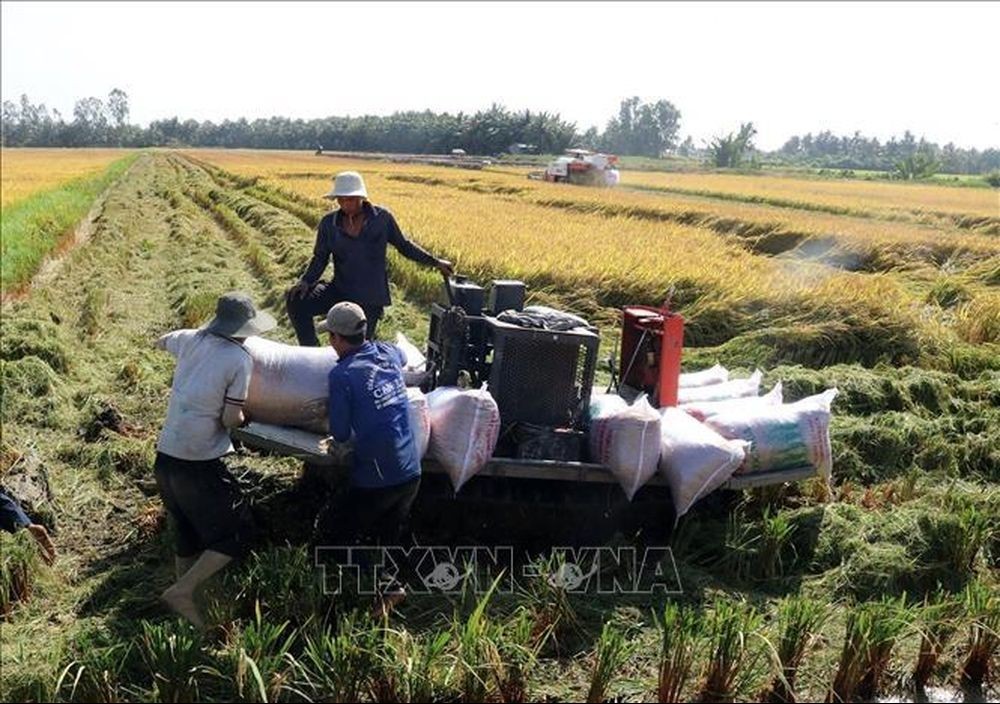 Kiên Giang: Hình thành vùng chuyên canh lúa chất lượng cao và phát thải thấp