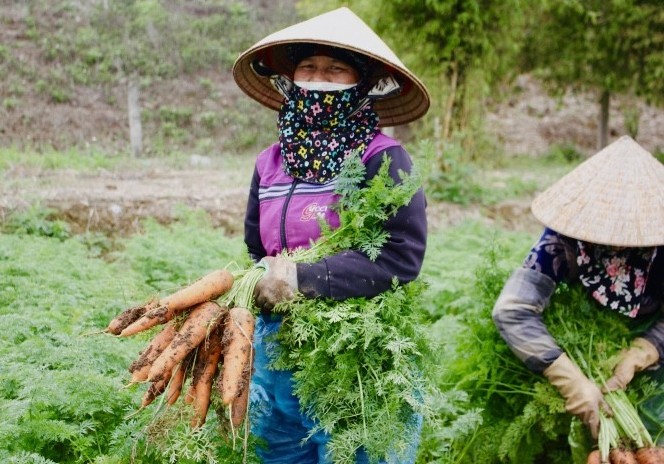 Nông dân Nghệ An loay hoay giải "bài toán" được mùa, rớt giá nông sản