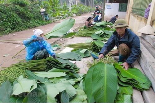 Nhãn hiệu tập thể "Lá dong Tràng Cát": Nâng tầm nông sản địa phương