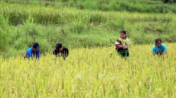 Thanh Hóa nâng cao chất lượng lúa gạo, hướng đến sản xuất quy mô lớn