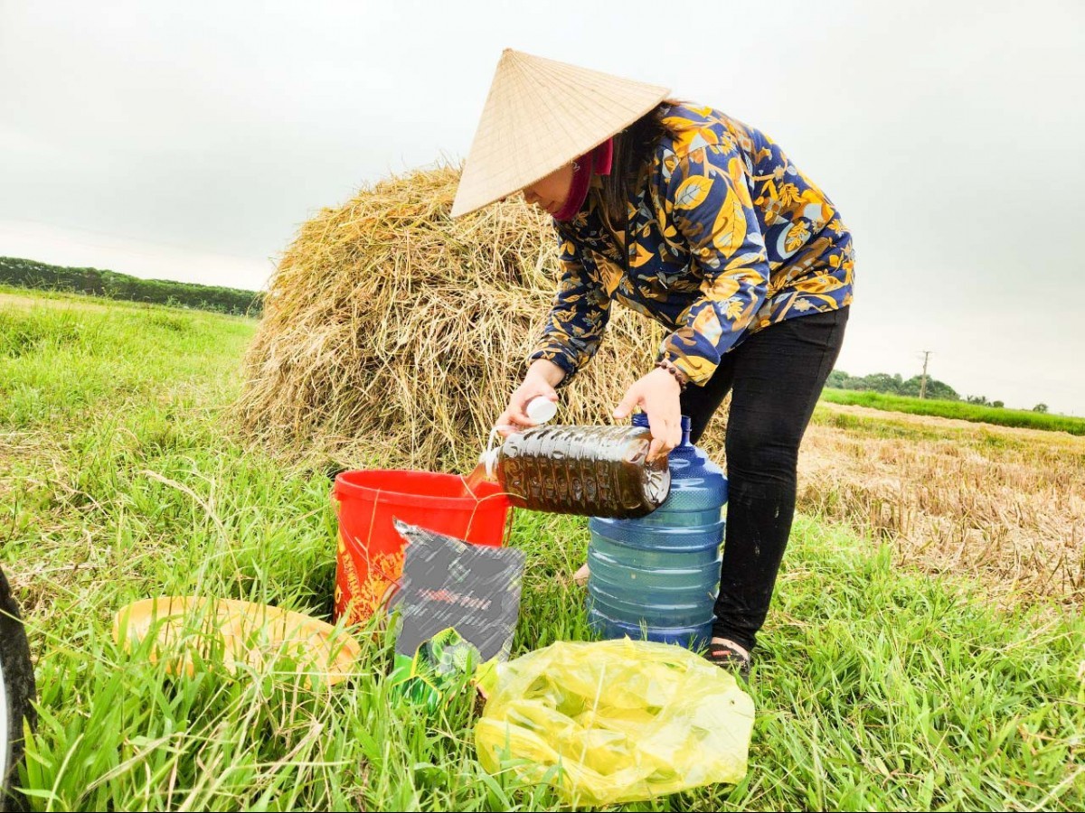 "Vựa phân" từ đồng ruộng: Nông dân Việt tự ủ phân hữu cơ