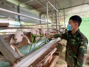 Mô hình chăn nuôi dê hiệu quả, mở hướng phát triển mới