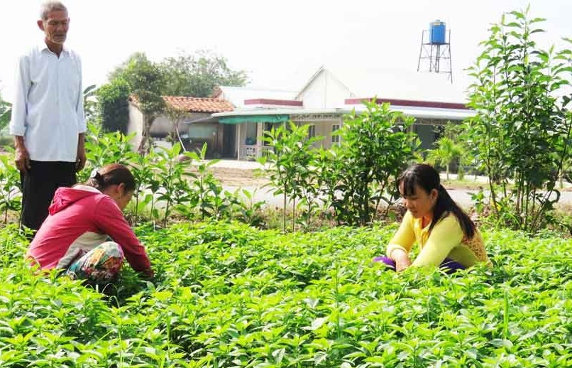 Dù bán hay ăn người trồng rau màu hãy nói không với hóa chất độc hại