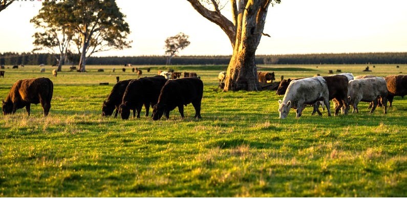 Tìm hiểu về chăn nuôi ở Australia