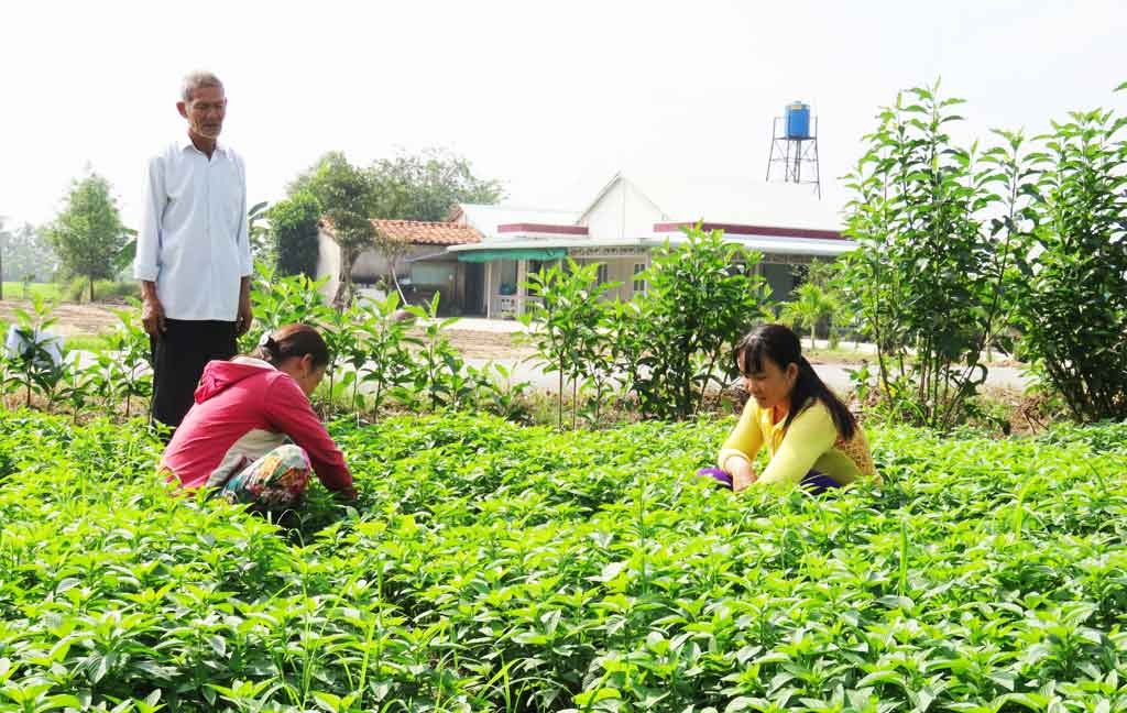 Dù bán hay ăn người trồng rau màu hãy nói không với hóa chất độc hại