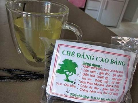 Chè đắng Cao Bằng: Vị thuốc quý từ núi rừng