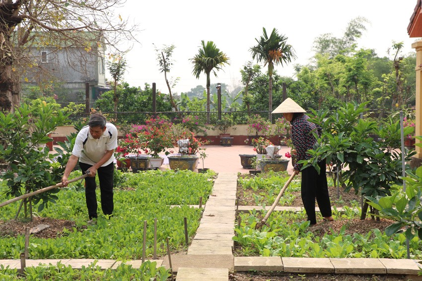 Nếu thông minh hãy trồng rau màu hữu cơ trên mảnh vườn nhà