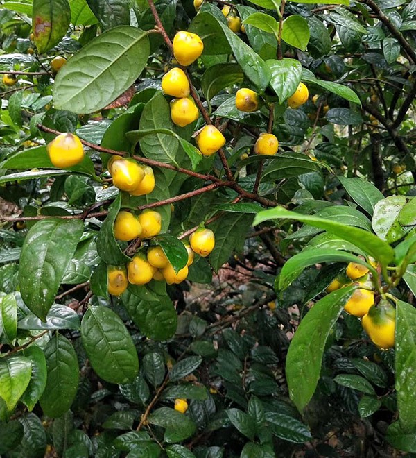 Quy Hoa và tinh túy Trà Hoa Vàng