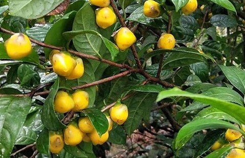 Quy Hoa và tinh túy Trà Hoa Vàng