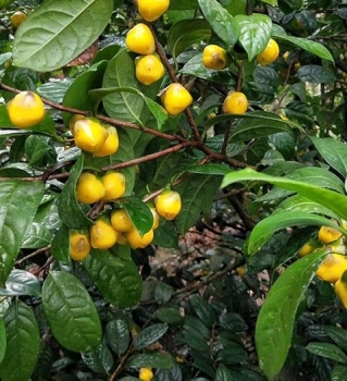 Quy Hoa và tinh túy Trà Hoa Vàng