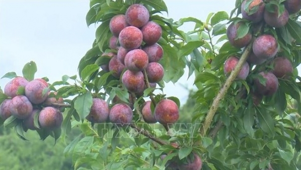 Mộc Châu vào mùa mận hậu: Nông dân tất bật chăm sóc, chờ vụ bội thu