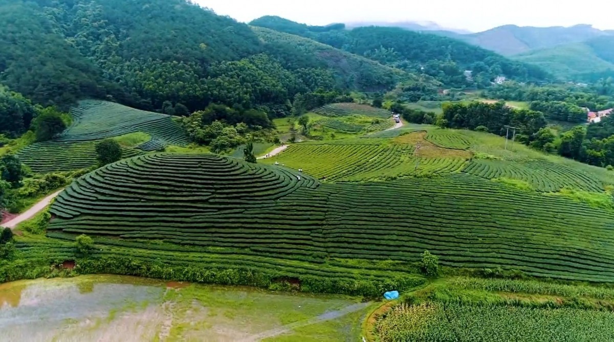 Cây chè "khát" nước, báo động tình trạng khô hạn