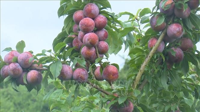 Mộc Châu vào mùa mận hậu: Nông dân tất bật chăm sóc, chờ vụ bội thu