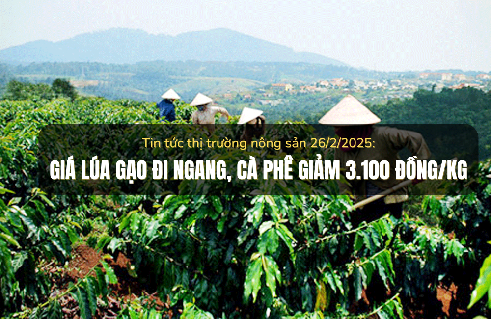 Tin tức thị trường nông sản 26/2/2025: Giá lúa gạo đi ngang, cà phê giảm 3.100 đồng/kg