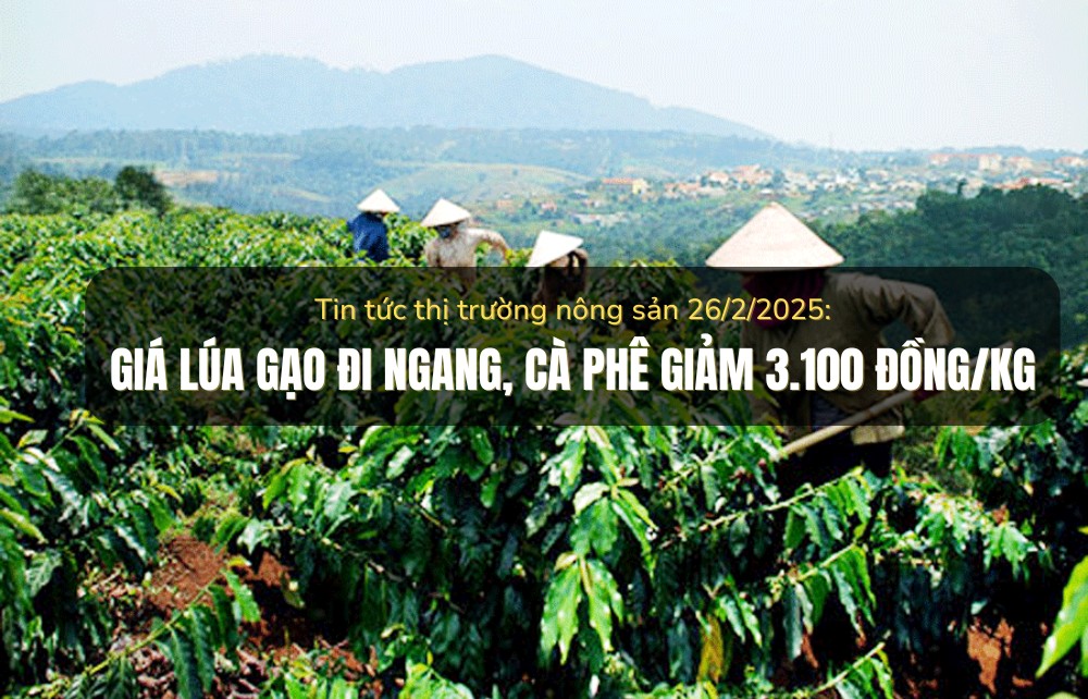 Tin tức thị trường nông sản 26/2/2025: Giá lúa gạo đi ngang, cà phê giảm 3.100 đồng/kg