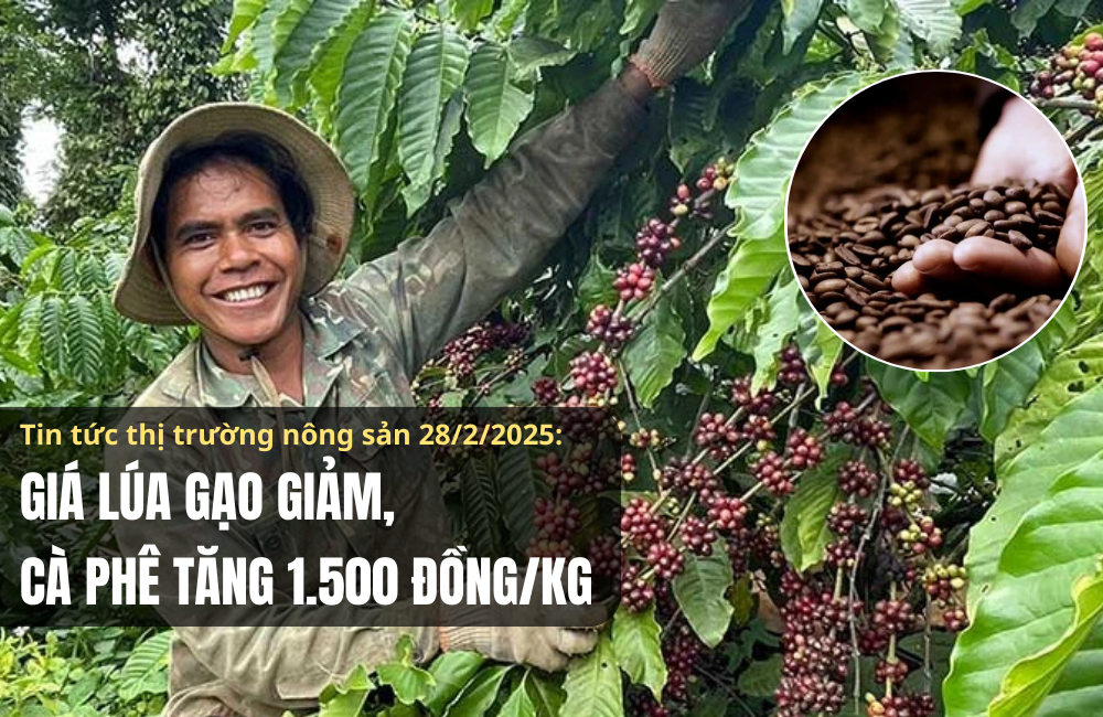 Tin tức thị trường nông sản 28/2: Giá lúa gạo giảm, cà phê tăng 1.500 đồng/kg