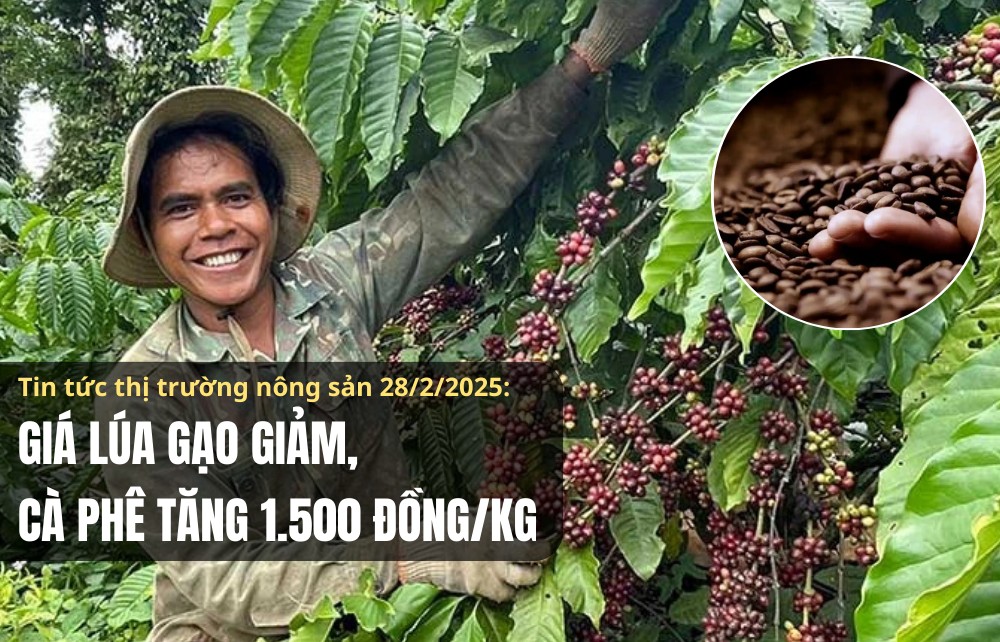 Tin tức thị trường nông sản 28/2: Giá lúa gạo giảm, cà phê tăng 1.500 đồng/kg