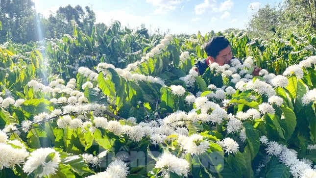 Lễ hội Cà phê Buôn Ma Thuột lần thứ 9, du khách trải nghiệm từ nông trại đến ly cà phê