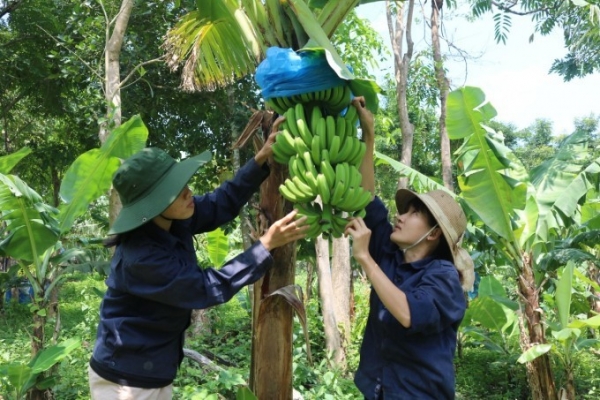 Khánh Hòa: Nông nghiệp xanh lan tỏa, bảo vệ môi trường bền vững