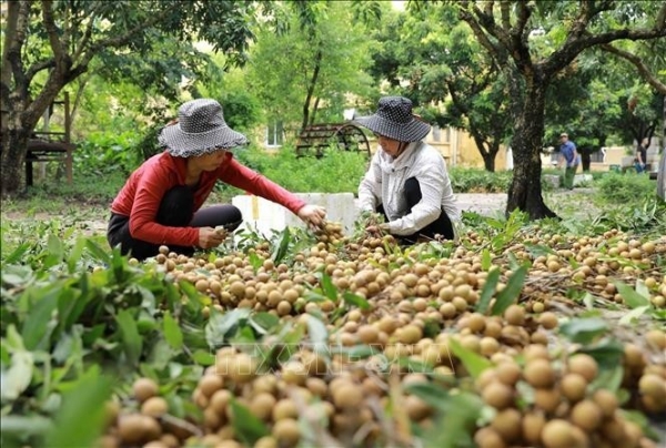 Kinh tế trang trại Hưng Yên: Hiệu quả cao, lan tỏa rộng khắp