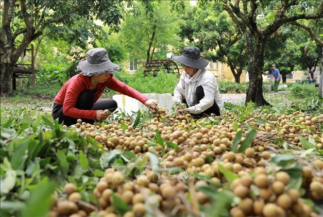 Kinh tế trang trại Hưng Yên: Hiệu quả cao, lan tỏa rộng khắp