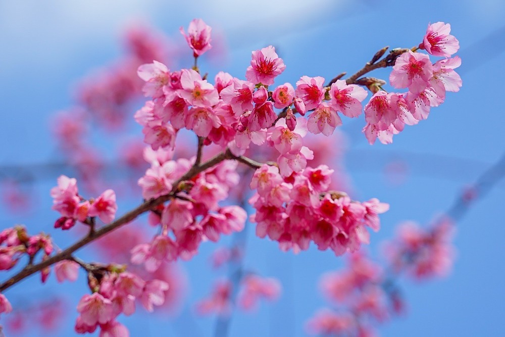 Nhật Bản: Hoa Anh Đào nở sớm, lời cảnh báo từ biến đổi khí hậu