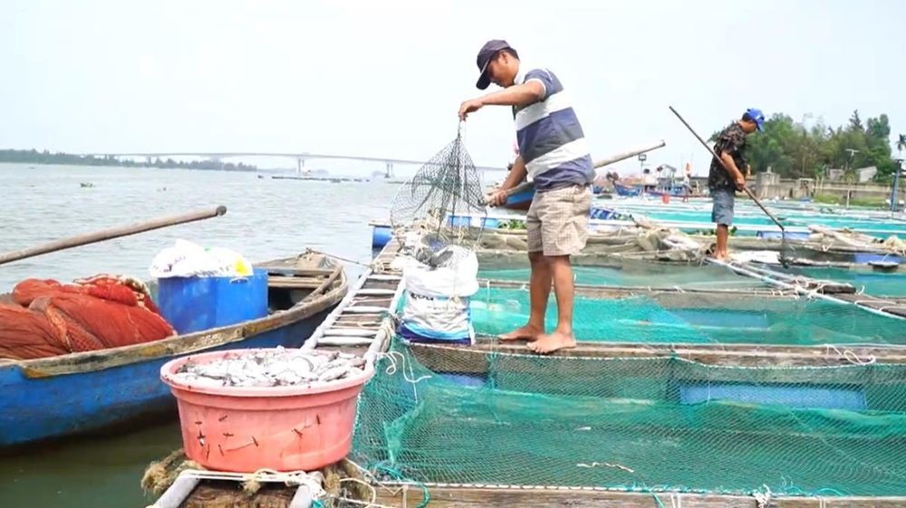 Cá lồng bè chết hàng loạt trên hạ lưu sông Thu Bồn, Quảng Nam