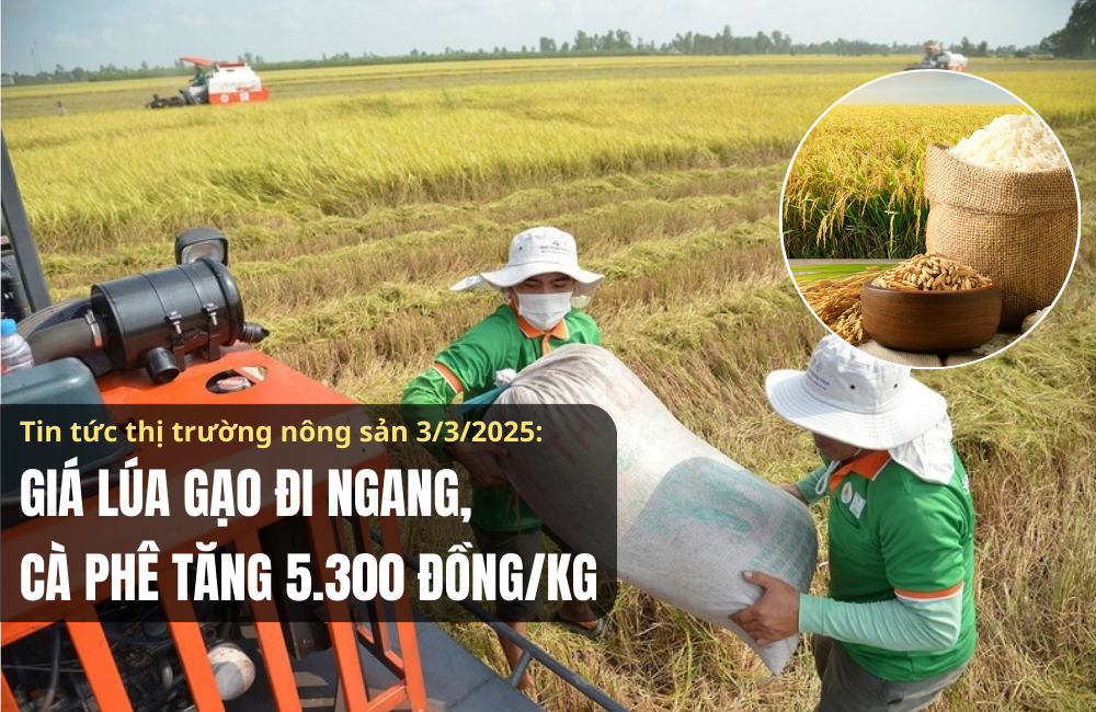 Tin tức thị trường nông sản 3/3/2025: Giá lúa gạo đi ngang, cà phê giảm 5.300 đồng/kg