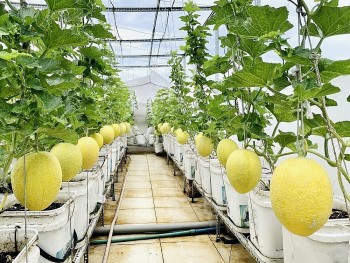 Nghệ An phát triển nông nghiệp công nghệ cao: Hướng đi tất yếu cho tương lai