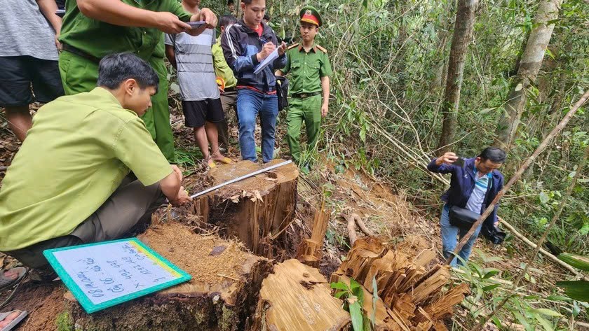 Huyện Bảo Lâm (Lâm Đồng): Kiên quyết xử lý các hành vi vi phạm về quản lý bảo vệ rừng, tài nguyên, khoáng sản