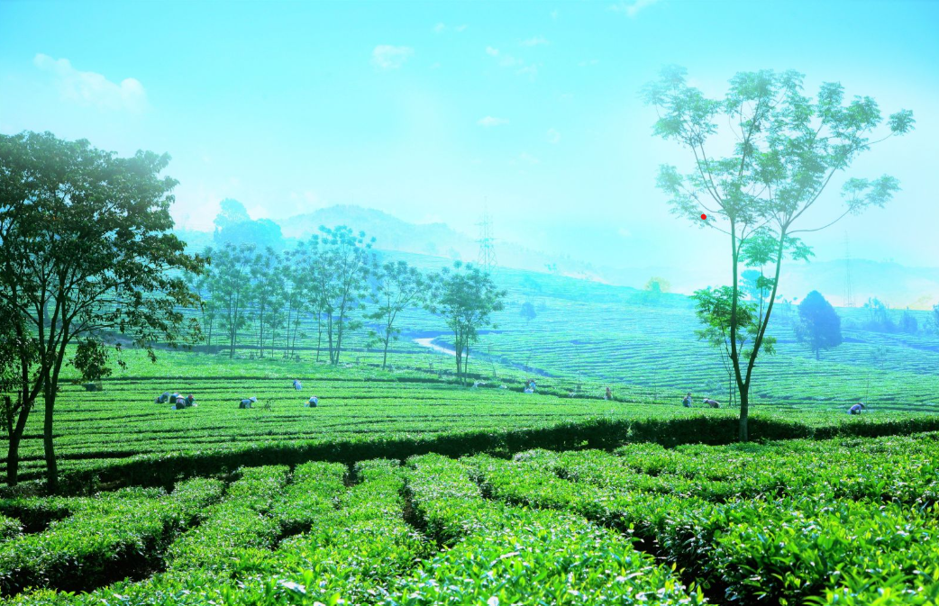 Lai Châu: Huyện Than Uyên tập trung phát triển vùng nguyên liệu chè