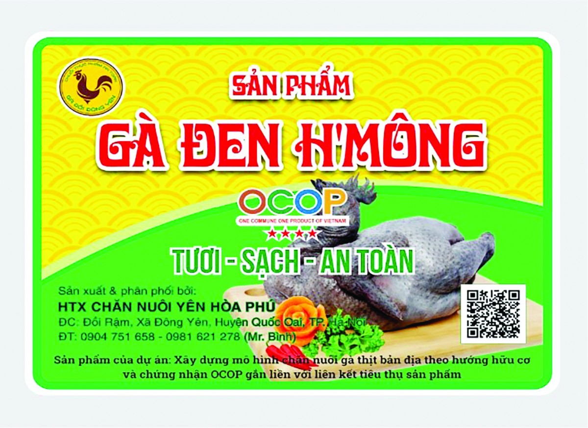 Nuôi gà thịt bản địa theo mô hình hữu cơ chứng nhận OCOP