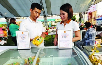 Nuôi gà thịt bản địa theo mô hình hữu cơ chứng nhận OCOP