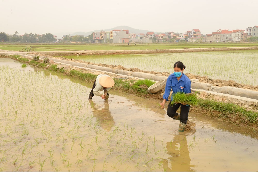 Bắc Giang cơ bản hoàn thành gieo cấy lúa chiêm xuân, cây trồng sinh trưởng tốt