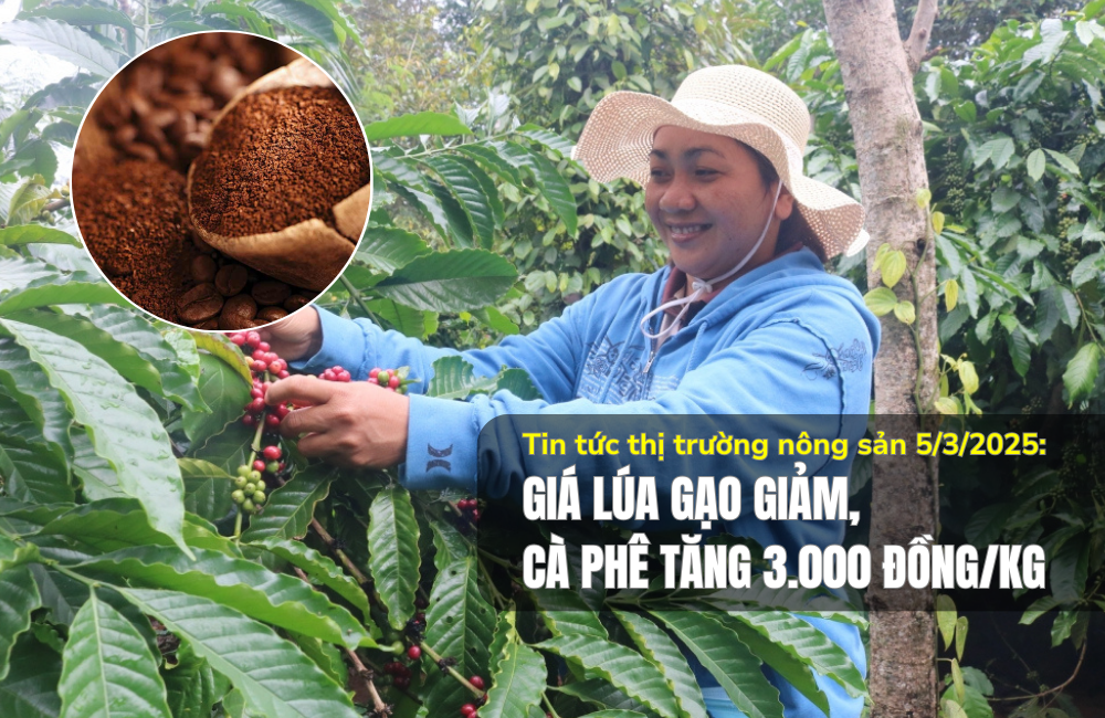 Tin tức thị trường nông sản 5/3/2025: Giá lúa gạo giảm, cà phê tăng 3.000 đồng/kg