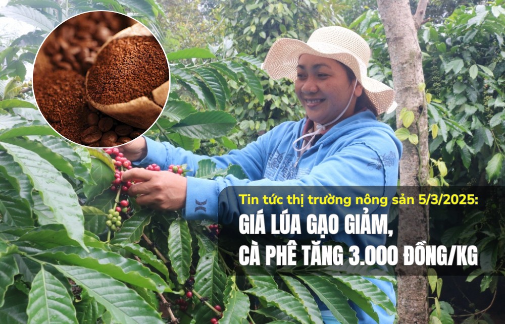 Tin tức thị trường nông sản 5/3/2025: Giá lúa gạo giảm, cà phê tăng 3.000 đồng/kg