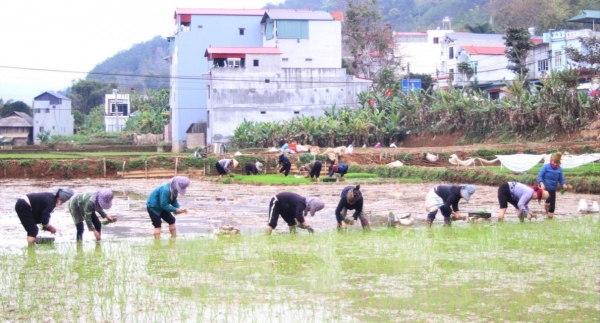 Thuận Châu khẩn trương vào vụ xuân, quyết tâm cho một mùa bội thu