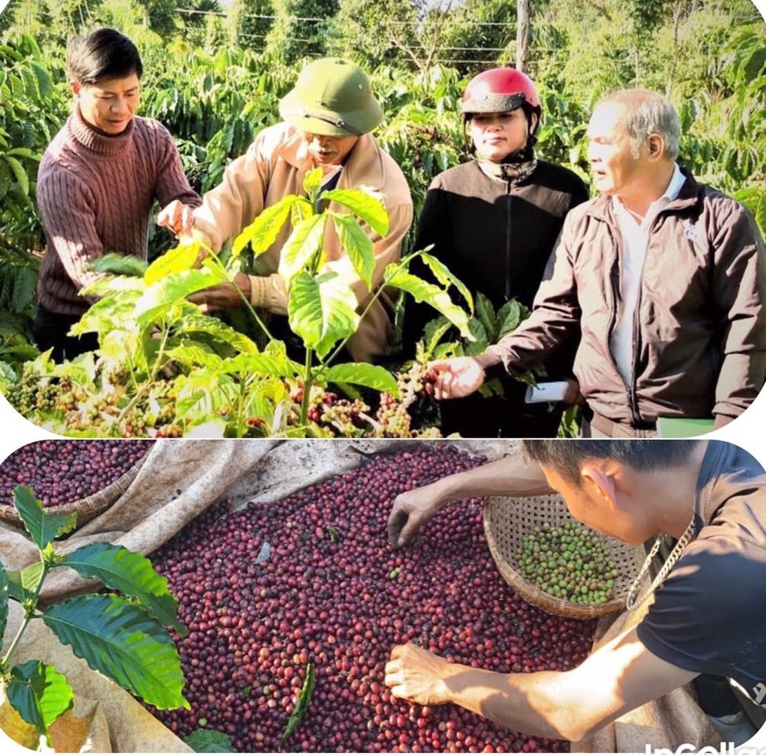 Thăm quan, trải nghiệm quy trình hữu cơ tại vườn cà phê của Công ty Vương Thành Công