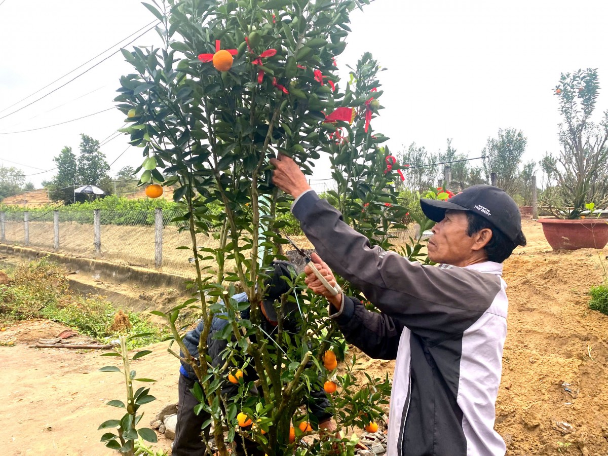 Sôi động dịch vụ thu mua và chăm sóc “xác quất” sau Tết