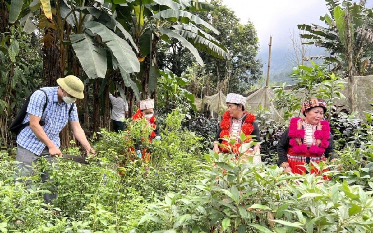 Hướng đi mới cho nông nghiệp: Phát triển dược liệu kết hợp chuyển đổi số