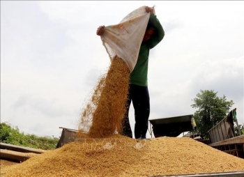 Trung Quốc tìm nguồn cung ứng nông sản mới, thay đổi dòng chảy thương mại toàn cầu