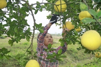 Nông nghiệp hữu cơ Thanh Hóa: Bước tiến xanh, giá trị vàng