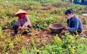 Nghệ An: Bệnh héo rũ tàn phá vụ lạc Xuân, nông dân mất trắng hàng chục triệu đồng