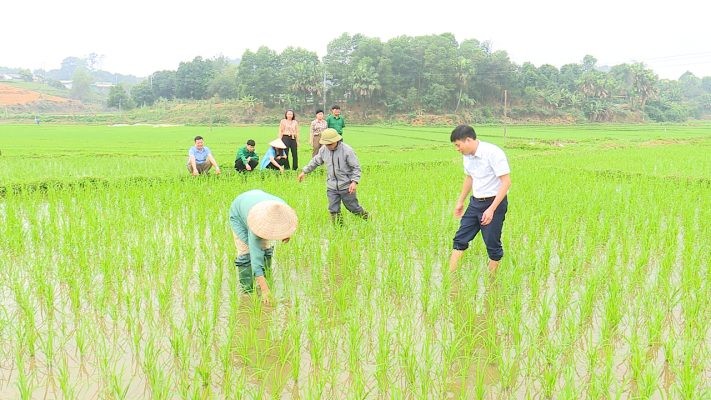 Phú Ninh chuyển mình: Xây dựng nền nông nghiệp xanh, hiện đại