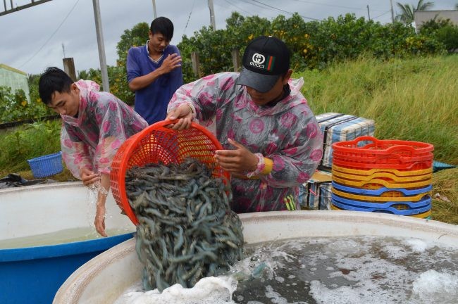 Kiên Giang tăng cường kiểm soát dịch bệnh, bảo vệ vụ tôm nước lợ 2025