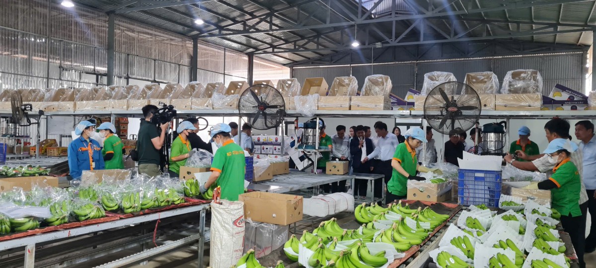 Đoàn Đại biểu Tỉnh ủy Điện Biên, Đắk Lắk tham quan Công ty Cổ phần KD Green Farm