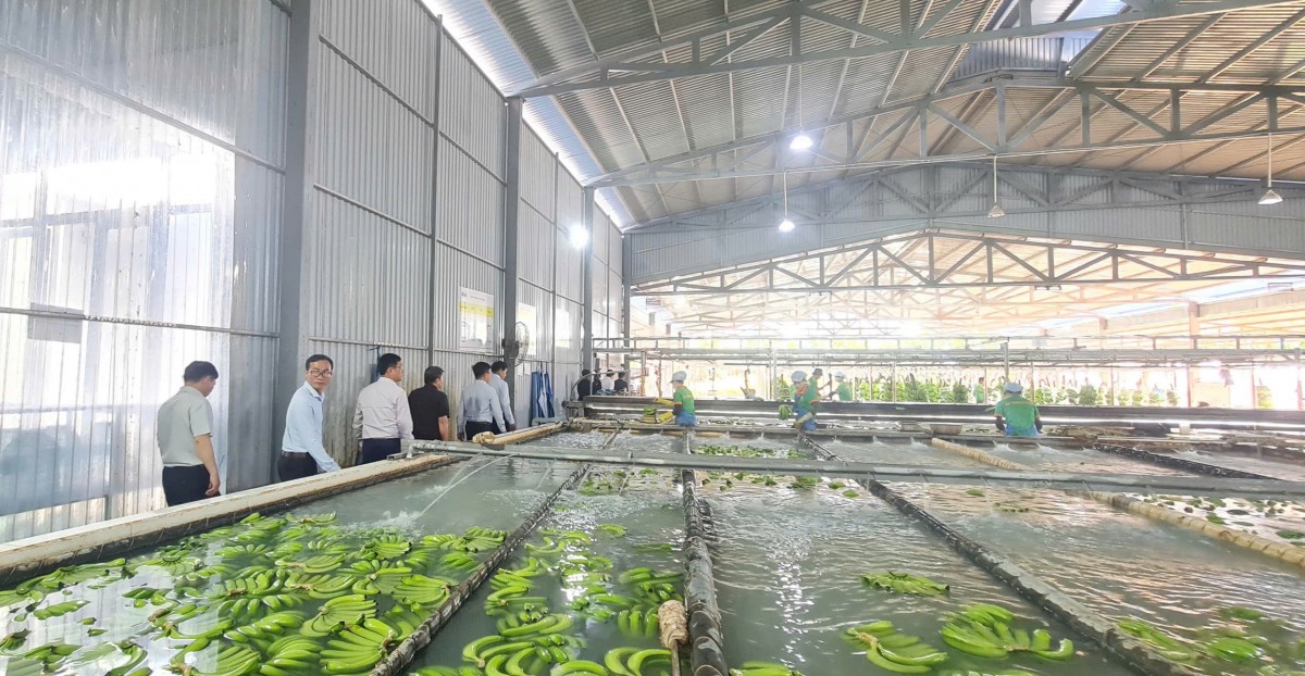 Đoàn Đại biểu Tỉnh ủy Điện Biên, Đắk Lắk tham quan Công ty Cổ phần KD Green Farm