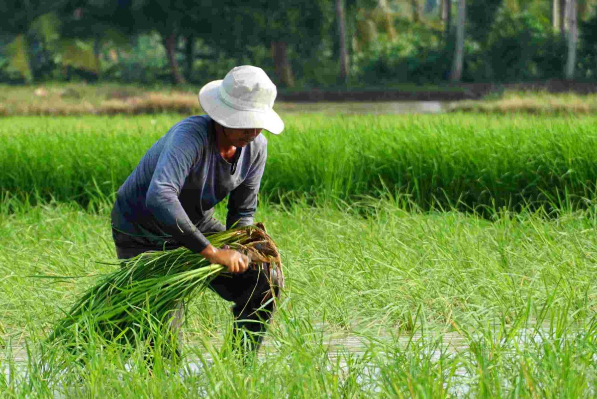 Sóc Trăng: Nông nghiệp chuyển mình nhờ khoa học công nghệ và chuyển đổi số