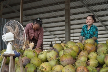 Ngành dừa xuất khẩu: Cần "cú hích" chính sách để vươn tầm